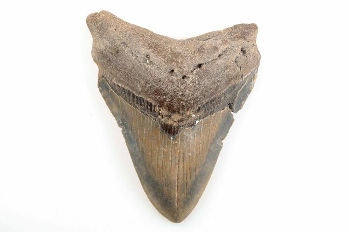 Fossil Megalodon Tooth - North Carolina #200644